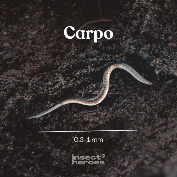 Insect Heroes Carpo - Aaltjes tegen buxusmot