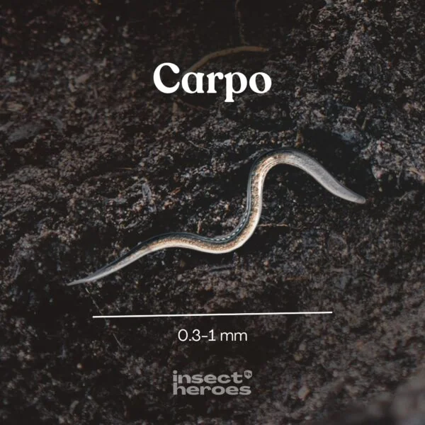 Insect Heroes Carpo - Aaltjes tegen buxusmot