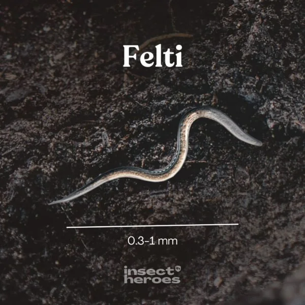 Insect Heroes Felti - Aaltjes tegen rouwvliegjes