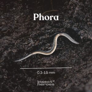 Insect Heroes Phora - Aaltjes tegen engerlingen