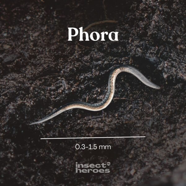 Insect Heroes Phora - Aaltjes tegen engerlingen