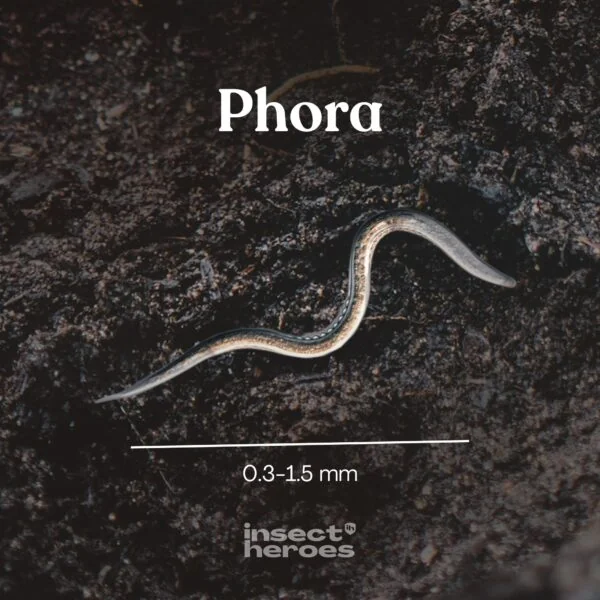 Insect Heroes Phora - Aaltjes tegen engerlingen