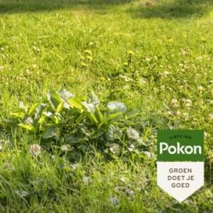 Pokon Onkruid Weg