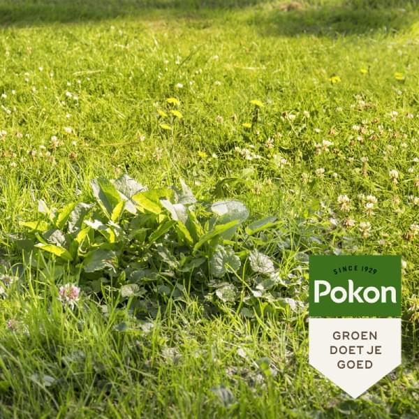 Pokon Onkruid Weg