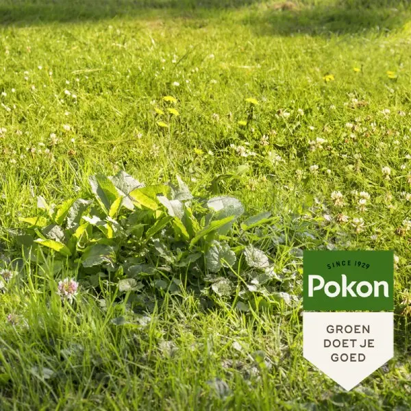 Pokon Onkruid Weg