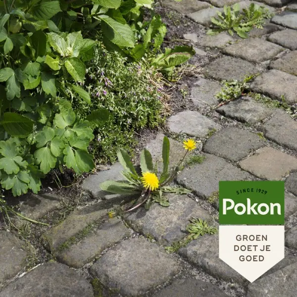 Pokon tegen onkruid spray