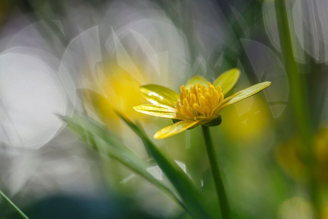 Boterbloem