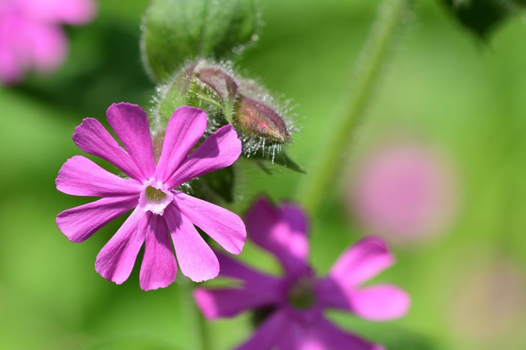 Dagkoekoeksbloem