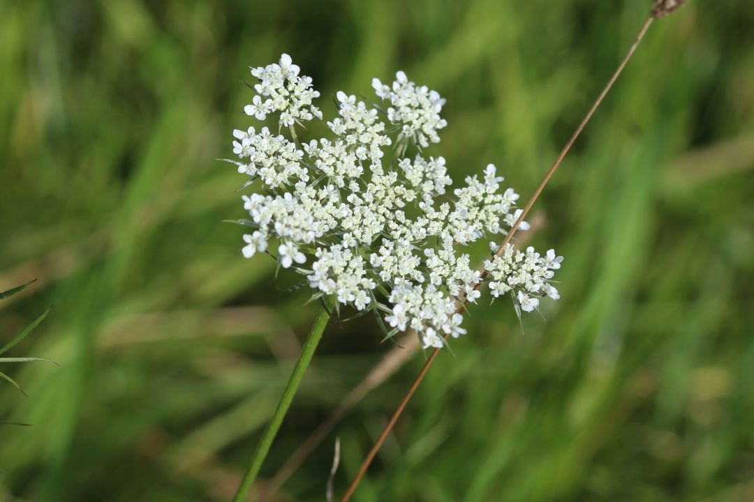 Fluitenkruid
