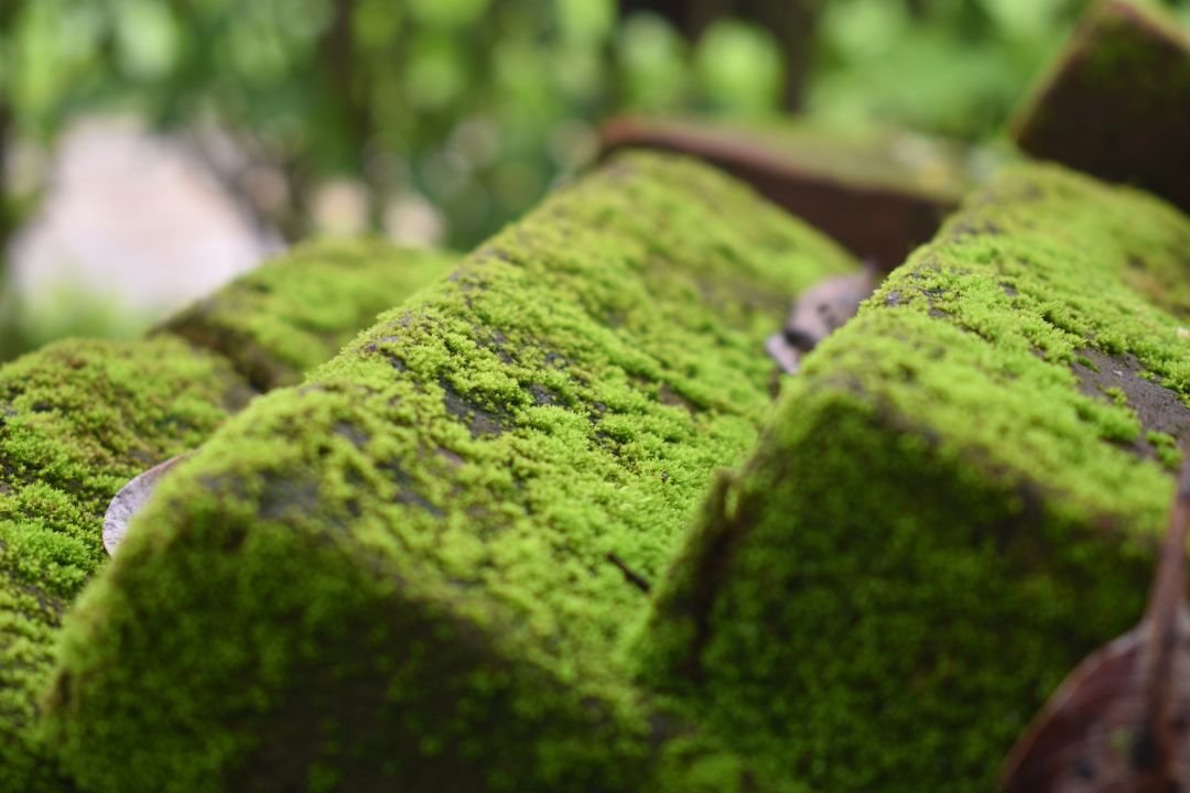 Groene aanslag door mos Groene aanslag door mos