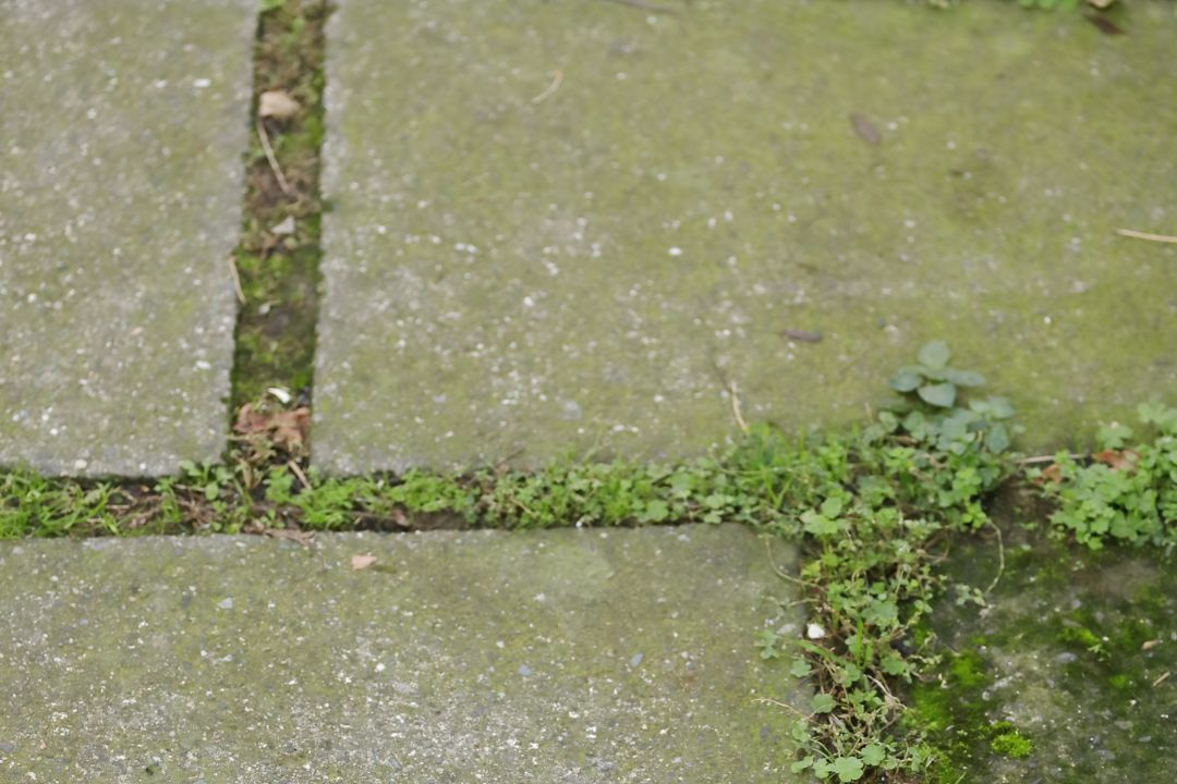 Groene aanslag op tegels Groene aanslag op tegels