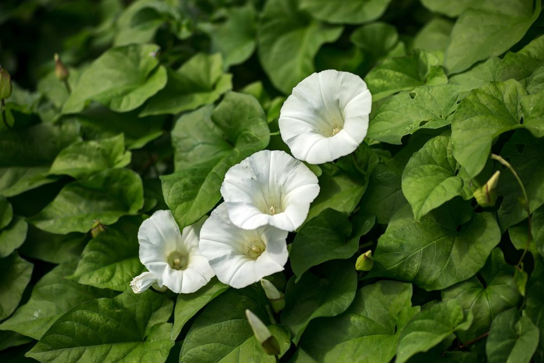 Haagwinde