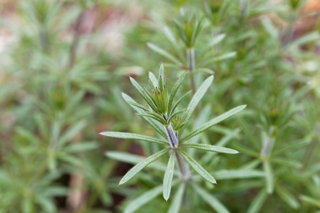 Kleefkruid