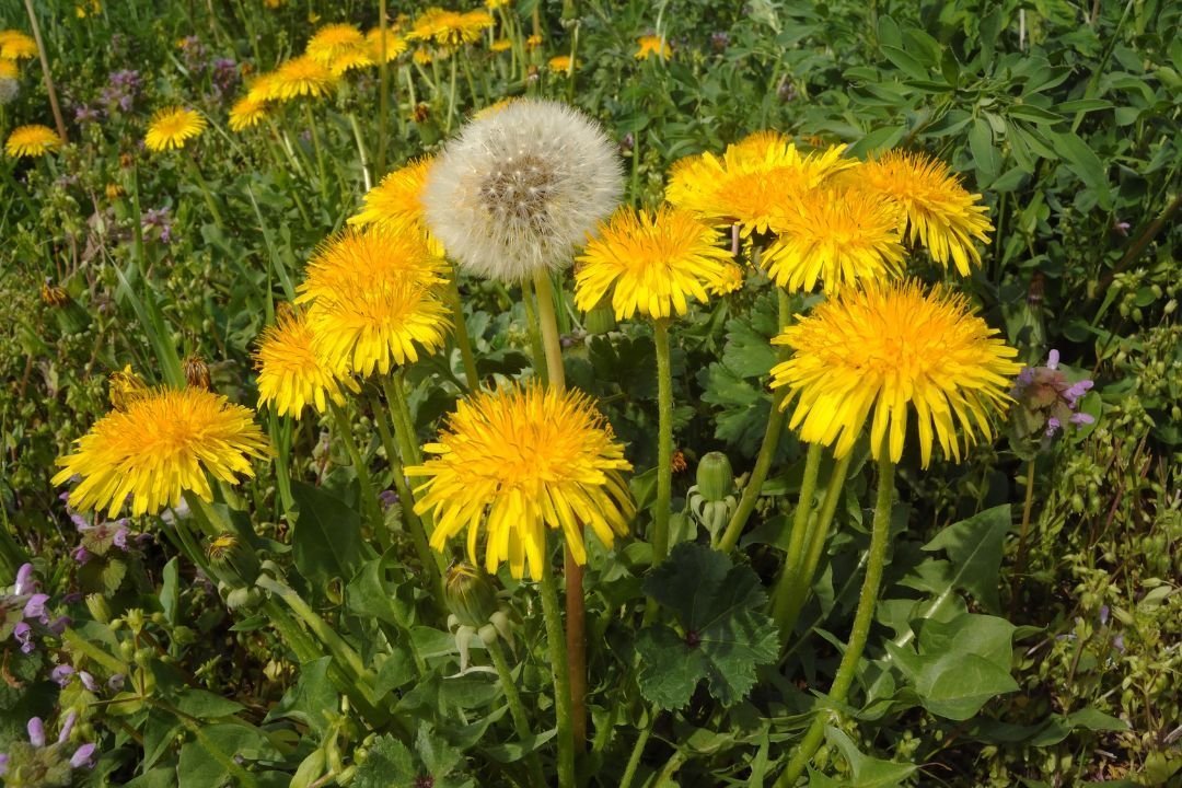 Paardenbloem