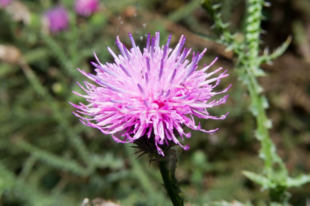 Wegdistel