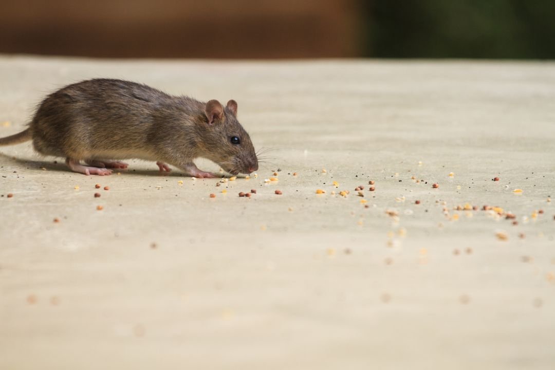 muis in huis na vakantie muis in huis na vakantie