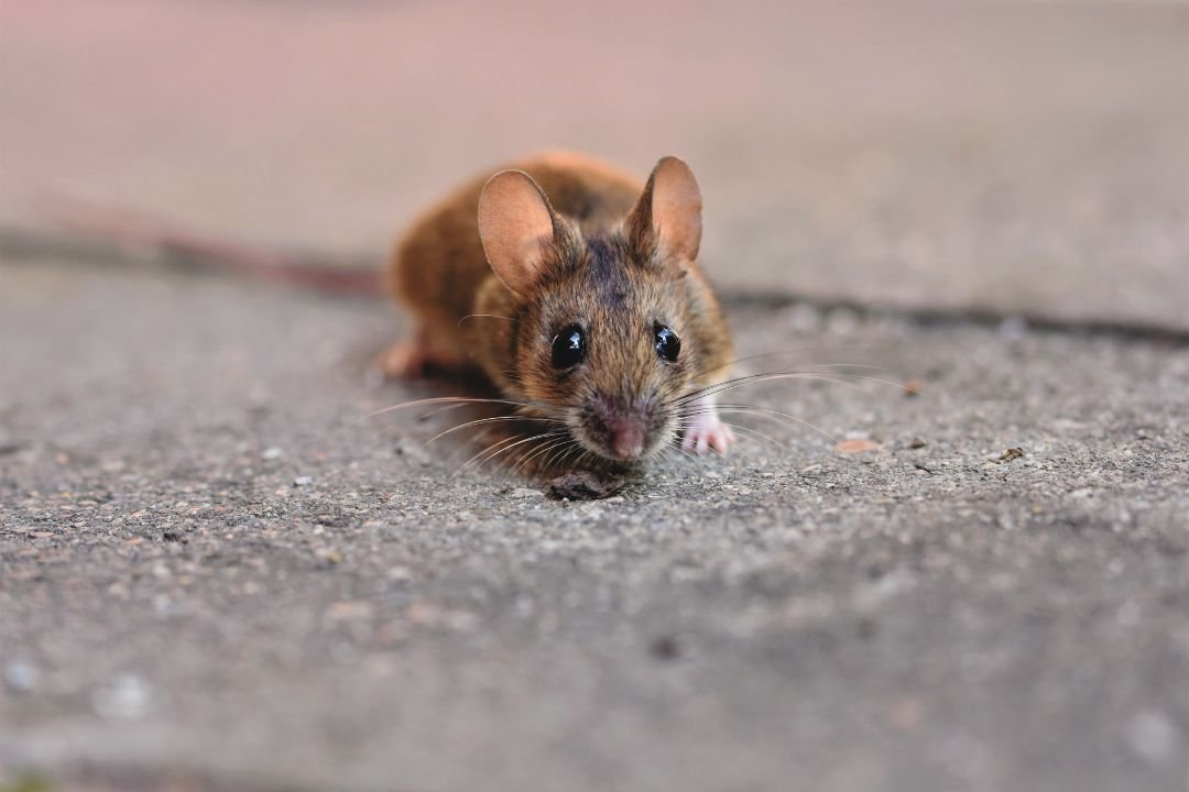 Muizen in de kruipruimte