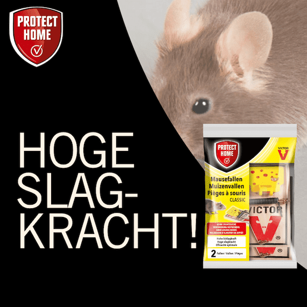Protect Home Victor muizenval hout (2 stuks)