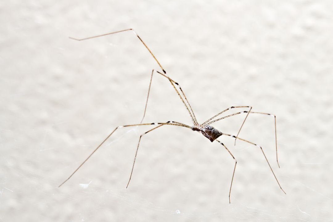 spinnen weren uit huis