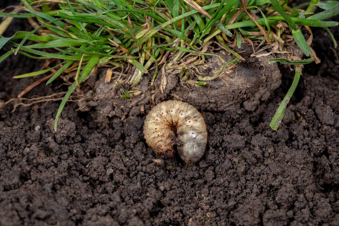 gele plek in gazon door engerlingen