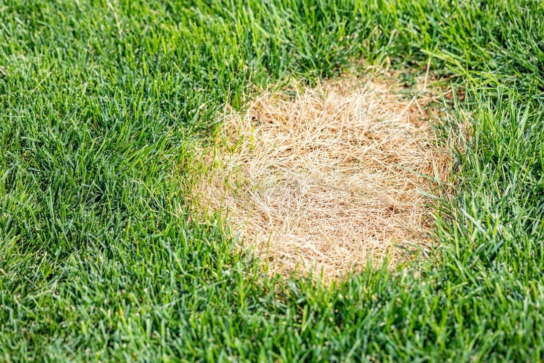Gras met gele plekken