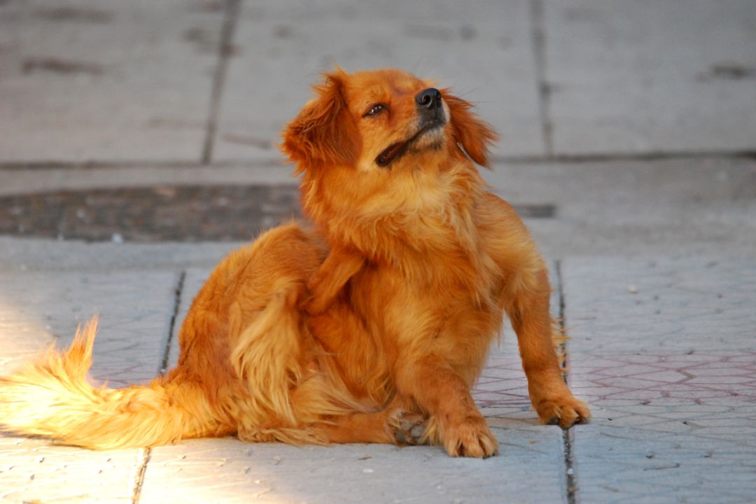 hond met vlooien