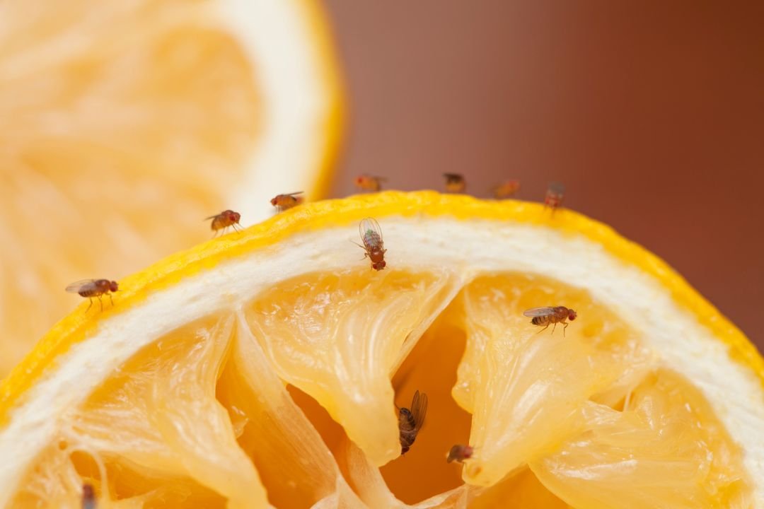 Fruitvliegen op fruit Fruitvliegen op fruit