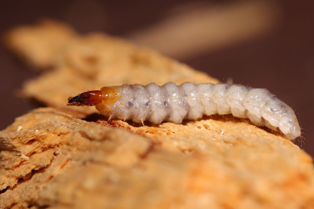 Houtworm behandelen