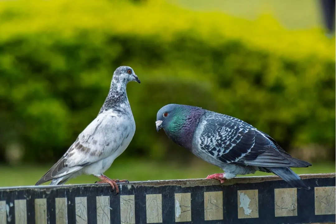 Kun je vogels verjagen met geluid?
