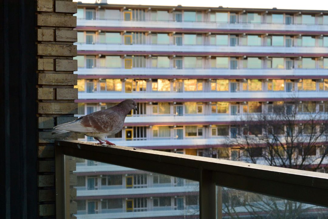 duiven op je balkon duiven op balkon