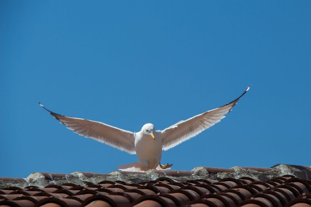 Vogeloverlast op daken
