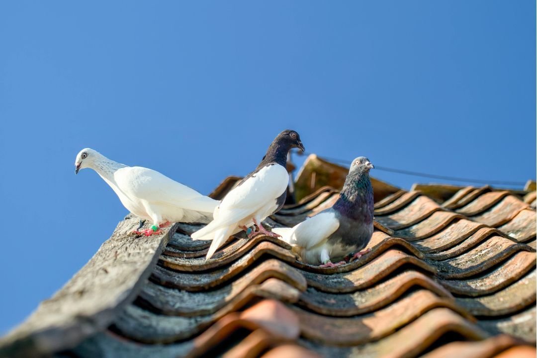 Kun je vogels verjagen met geluid?