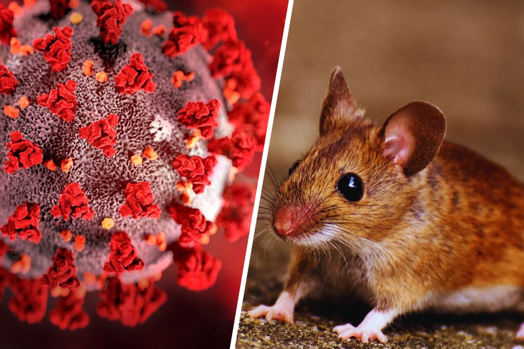 Risico's hantavirus muizen in huis