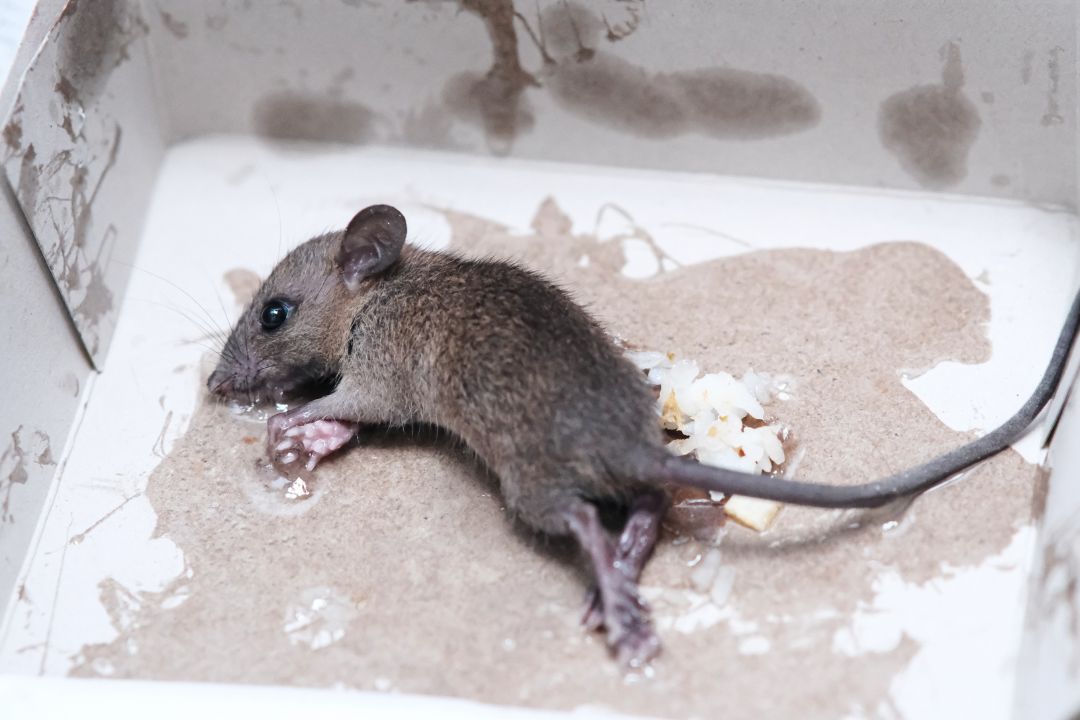 lijmval muizen en ratten verboden nederland