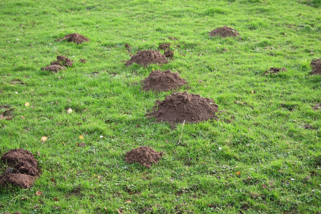 Molshoop bestrijden met carbid Molshoop bestrijden met carbid