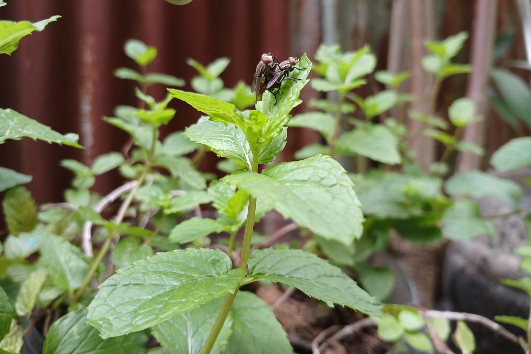 Vliegen in de tuin Vliegen in de tuin