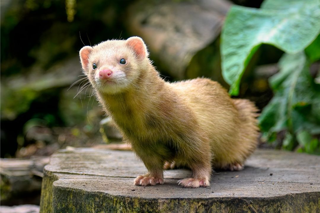 Fretteren op ratten Fretteren op ratten