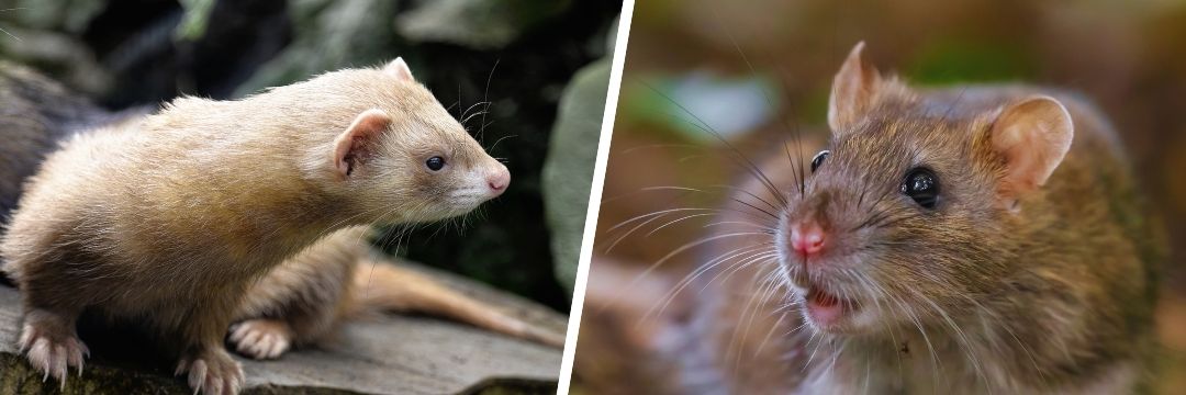 Ratten bestrijden met fretten Ratten bestrijden met fretten